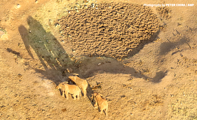 View of a heard of elephants in the Seregenti ecosystem in Tanzania from an aerial count in Kenia. Photo by Peter Chira/ AWF.