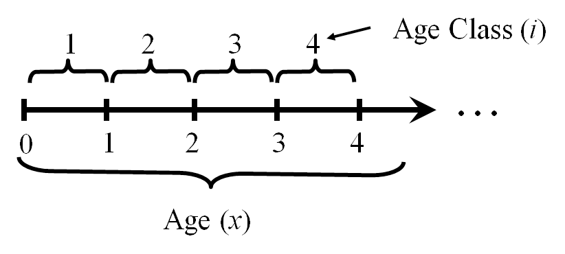 The relationship between age classes and ages in an age structured model. The vertical bars represent birth days.