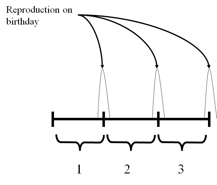 In a birth pulse model, everyone has the same birthday, and all reproduction occurs on the birthday.