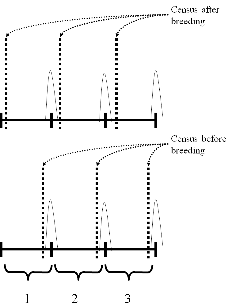 In a post-breeding census model, the state of the population is captured right after breeding. In a pre-breeding census model, the state of the population is captured right before breeding occurs.