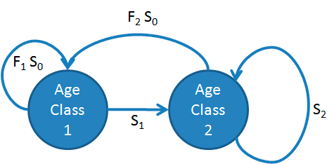 Life history diagram of a Pseudo-chicken.