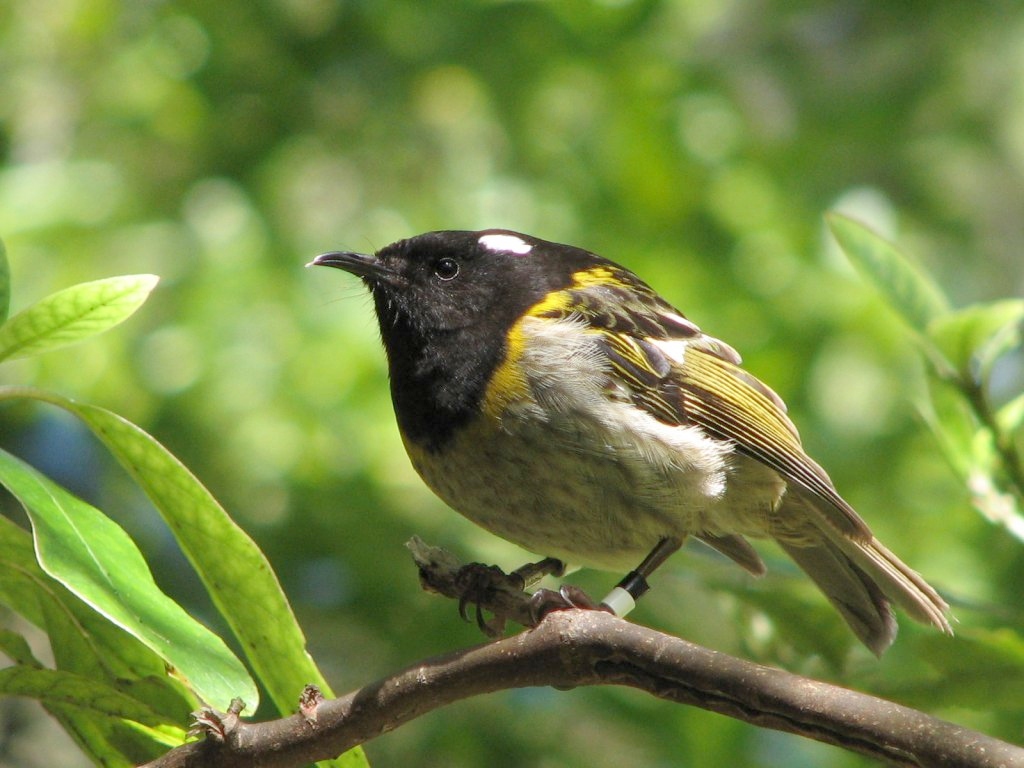 The hihi, or stichbird. Image by digitaltrails. http://www.flickr.com/photos/digitaltrails/87192080/ (CC BY-NC-SA 2.0)