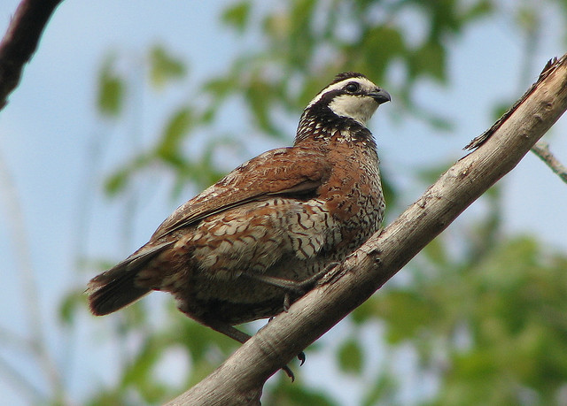 The mean number of whistles per stop over time for Northern Bobwhite (*Colinus virginianus*) in Nebraska. 1983 was a very late, hard winter with deep snow. Image courtesy of noflickster, creative commons attribution, noncommercial, sharealike.