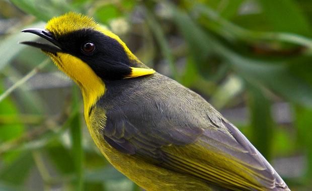 Helmeted Honeyeater threat display. Image by Trent Browning